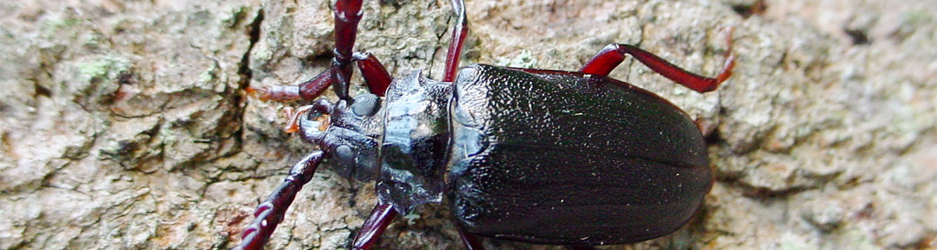 Q: What is the name of the insect and what does it do? - UF/IFAS ...