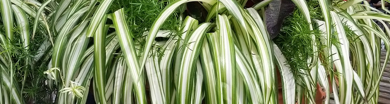 Spider Plant - University of Florida, Institute of Food and Agricultural  Sciences