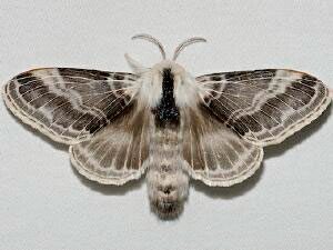 tolype moth