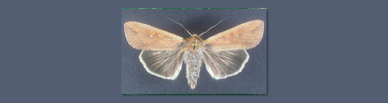 army worm moth