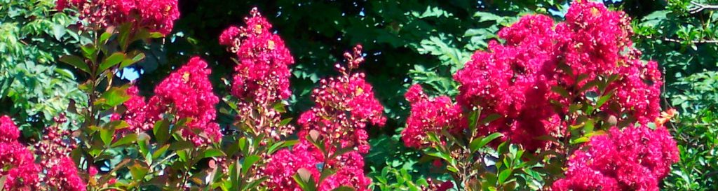 Lagerstroemia indica