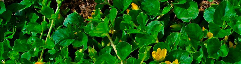 Q: What can you tell me about the plant called Creeping Jenny? - UF