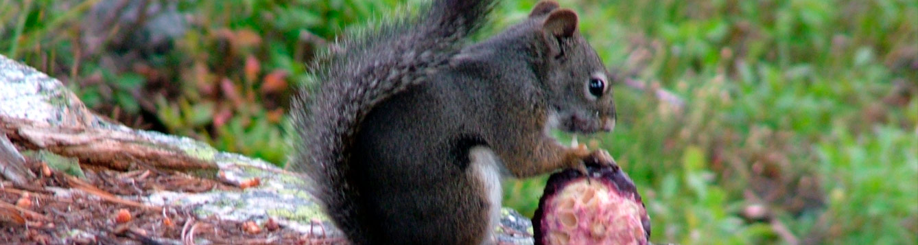 Q: I am having a terrible time with the squirrels eating the bark from