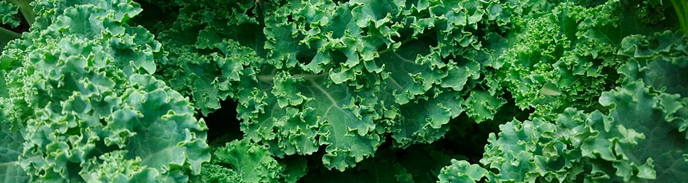 q-i-want-to-grow-kale-here-is-it-too-late-to-plant-it-now-uf-ifas-extension-nassau-county