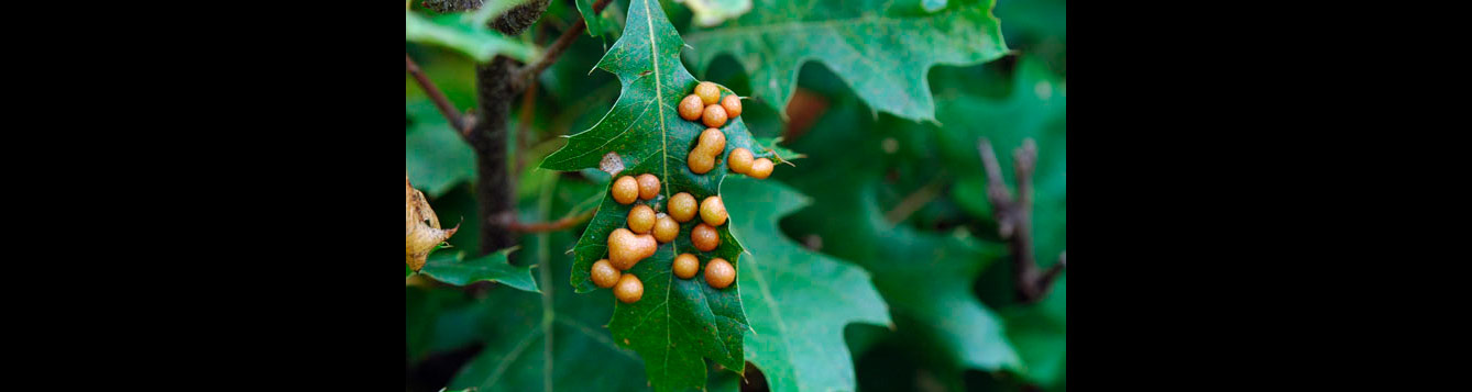 leafy oak gall