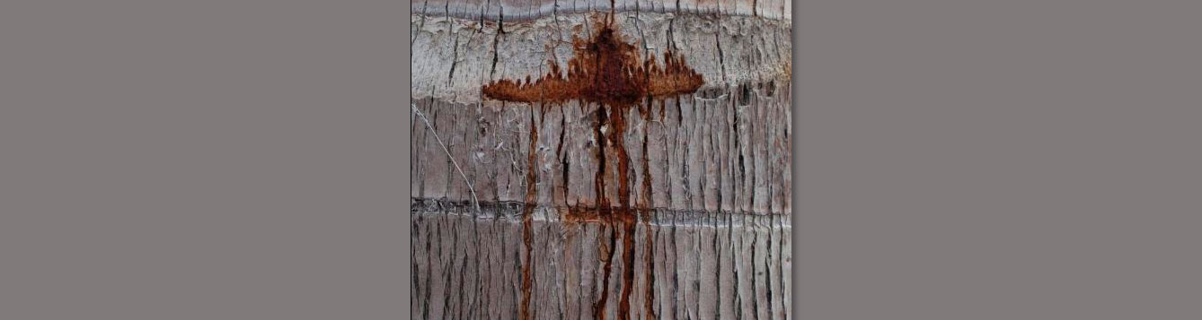palm trunk rot