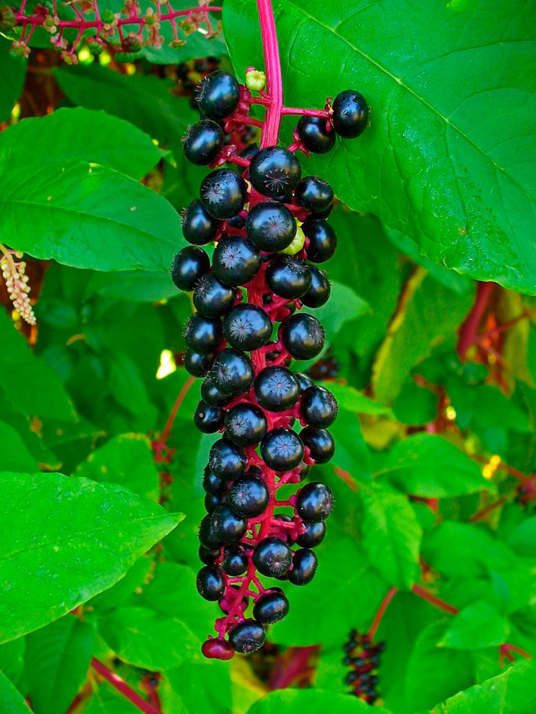 Q: My neighbor tells me I have beautyberry in my yard but I think it is ...