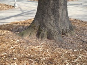 The natural root flare of a correctly planted tree is clearly visible.