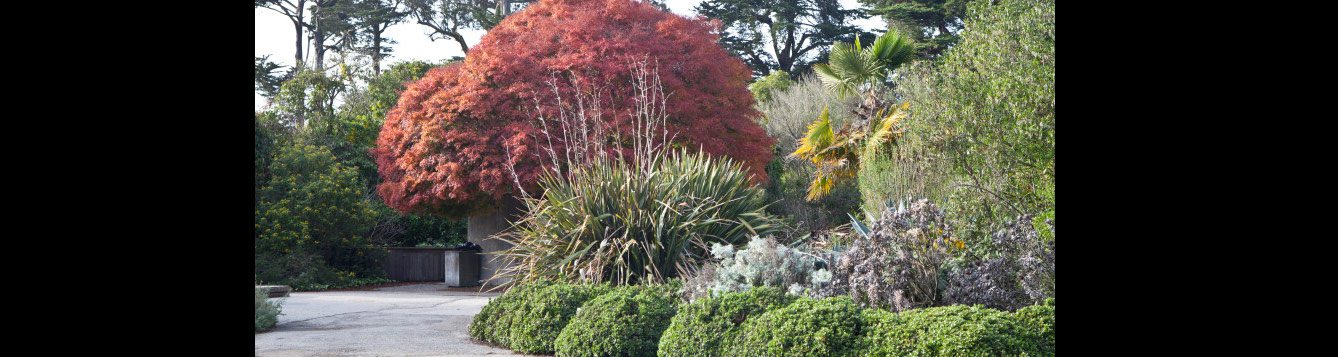 q-what-is-the-difference-between-a-tree-and-a-shrub-uf-ifas