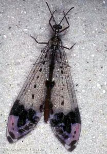 Adult Antlion