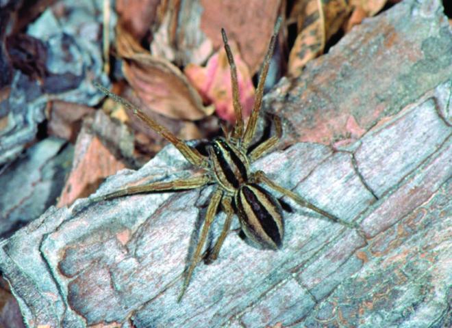 Q: Can you tell the difference between male and female wolf spiders? - UF/IFAS Extension Nassau