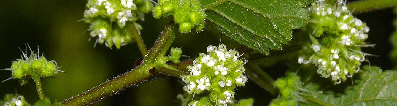 Mulberry weed discount