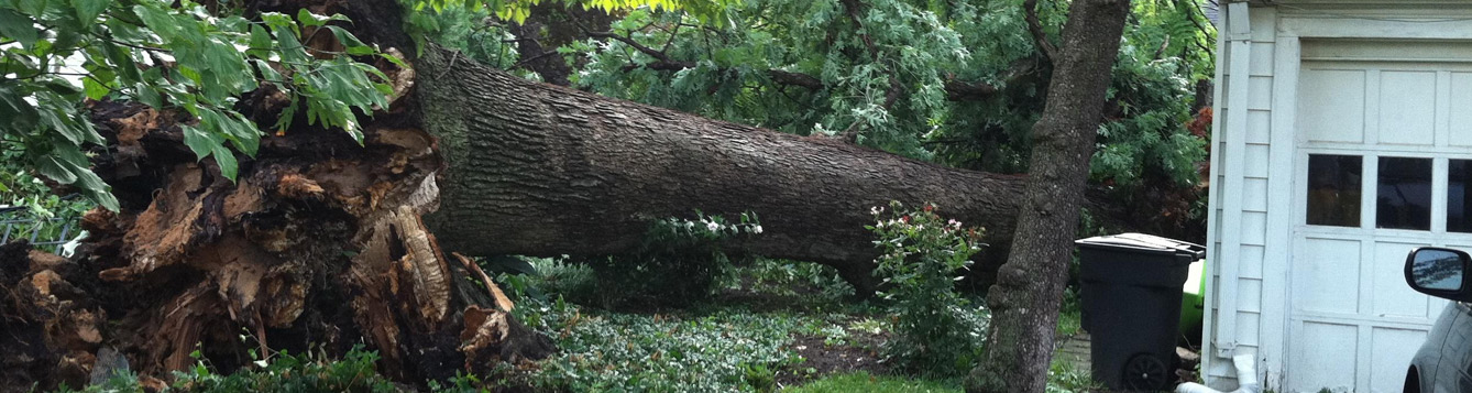 Preparing Trees for Hurricanes - UF/IFAS Extension Nassau County