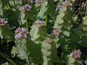 Purple deadnettle