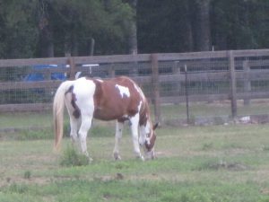 brown and white horse in pasture