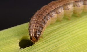 Fall armyworm adult caterpillar