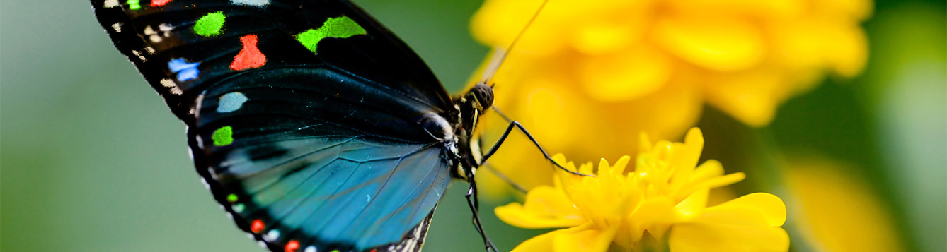 Attracting Butterflies Larval Host Plants Ufifas Extension Nassau