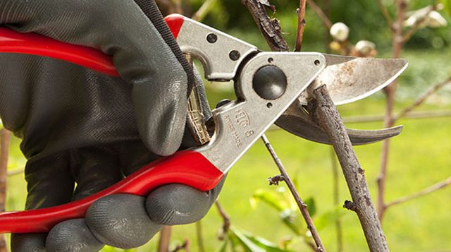 pruning FL Eastpoint tree services fruit near me,