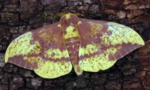 Imperial Moth