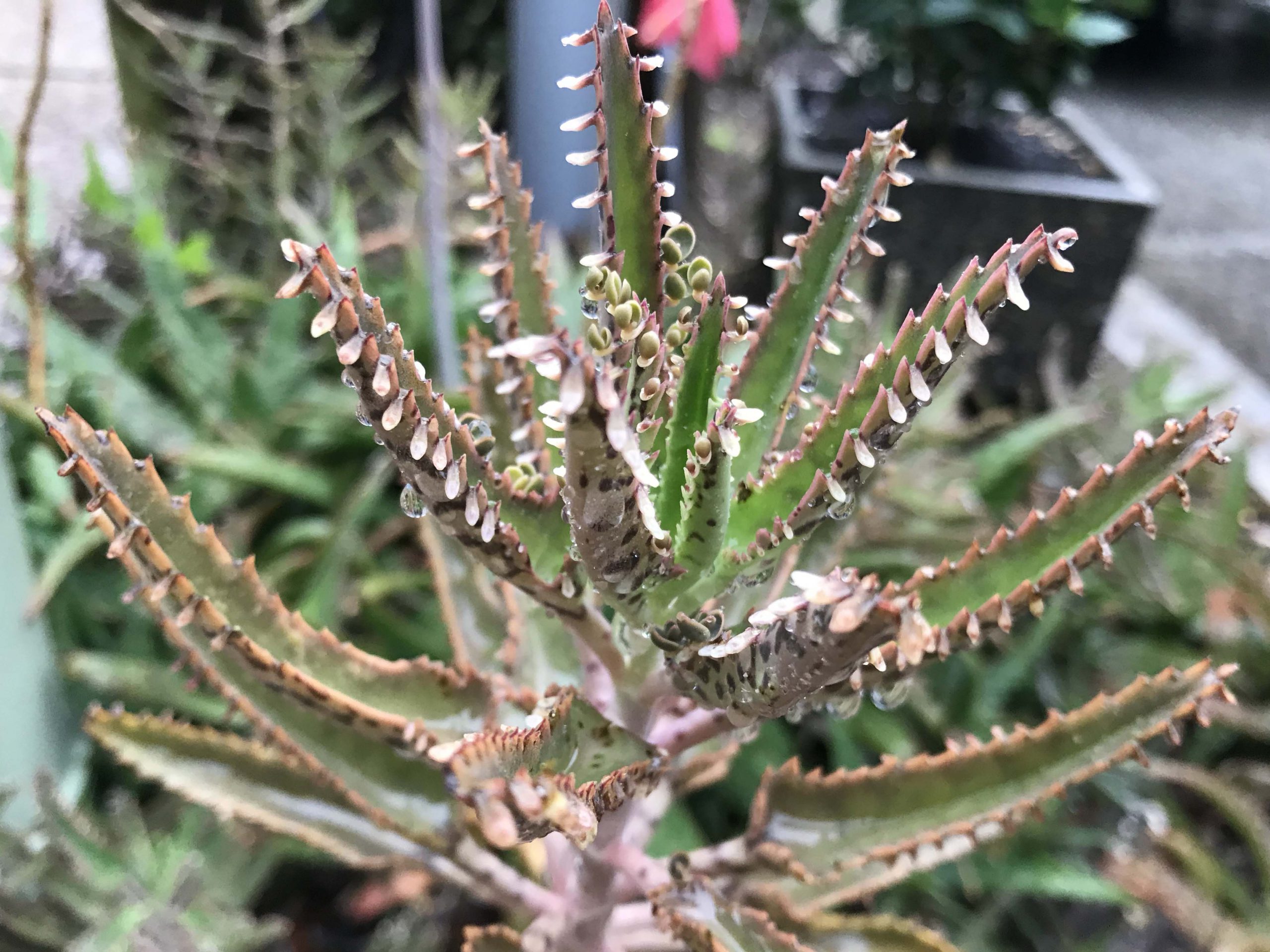 coastal invaders: mother of millions – uf/ifas extension nassau county