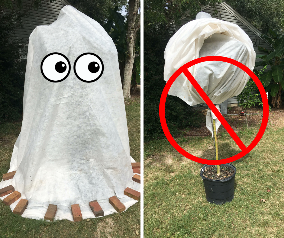 Photos showing proper way to protect plants from a Florida Freeze.