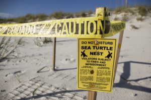 A sea turtle nest on a beach in north Florida is boxed-in by wooden stakes and a yellow tape is drawn around the stakes that say, "Caution, Sea Turtle Nest"