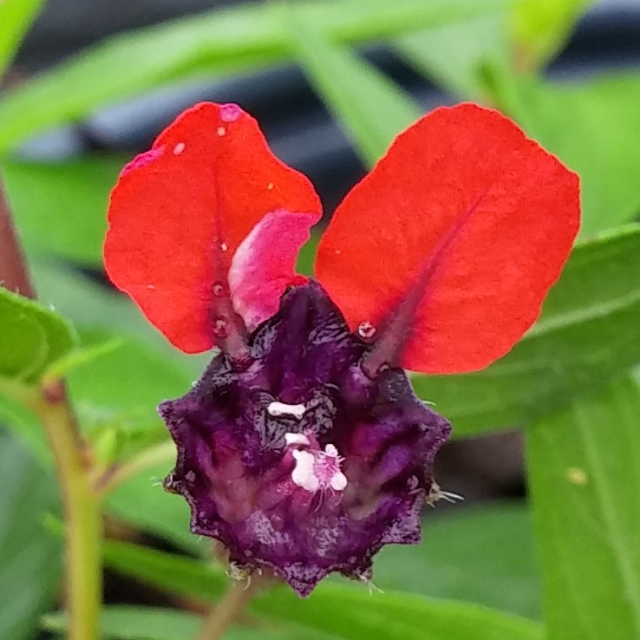 A Spooky Garden UF/IFAS Extension Nassau County