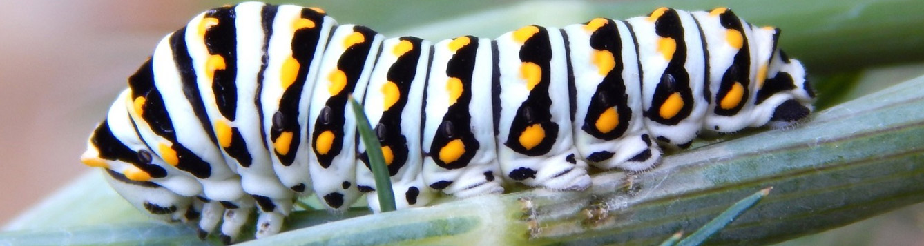 black swallowtail butterfly caterpillar
