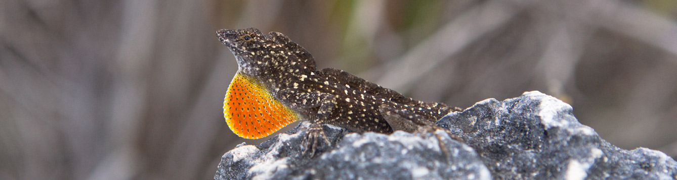 Cuban Brown Anole