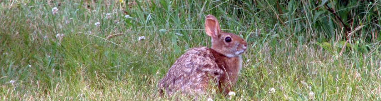 Marsh Rabbit