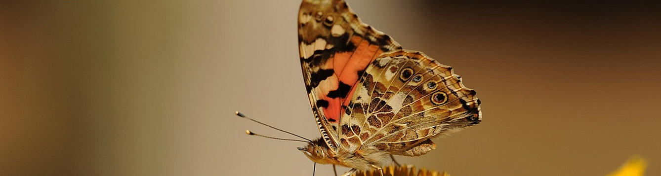 Vanessa virginiensis, Painted Lady Butterfly