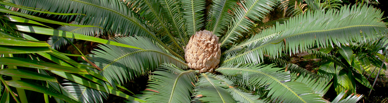 Dioon Palm