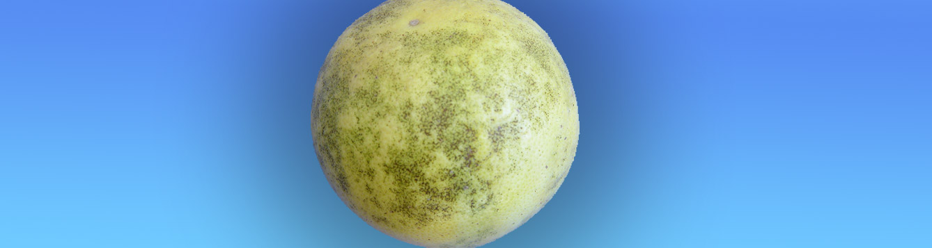 Greasy spot rind blotch