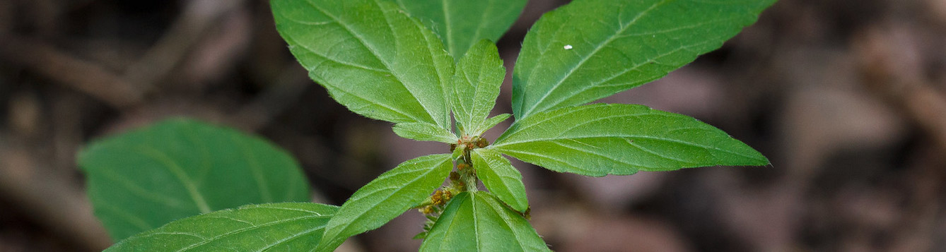 Acalypha virginica, Three-seed mercury plant