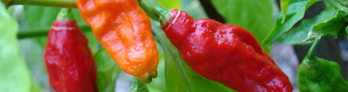 Ghost Peppers