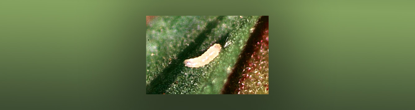 hibiscus bud midge maggot, Contarinia maculipennis