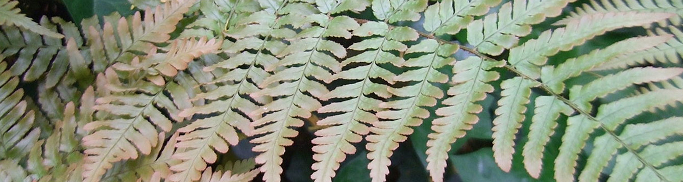 Autumn Fern