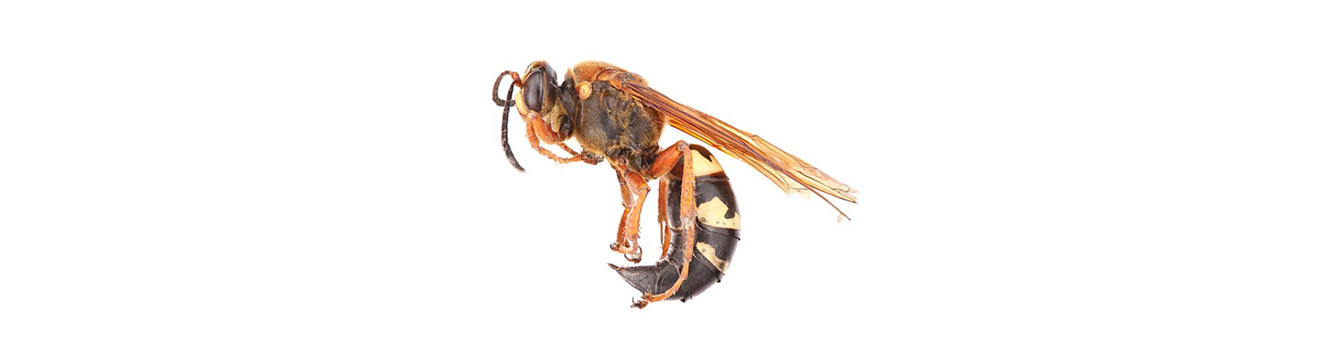 Cicada Killer Wasp (Crabroninae, Sphecius speciosus)