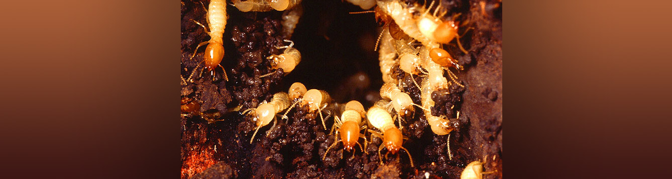 A Formosan subterranean termite nest with workers and soldiers