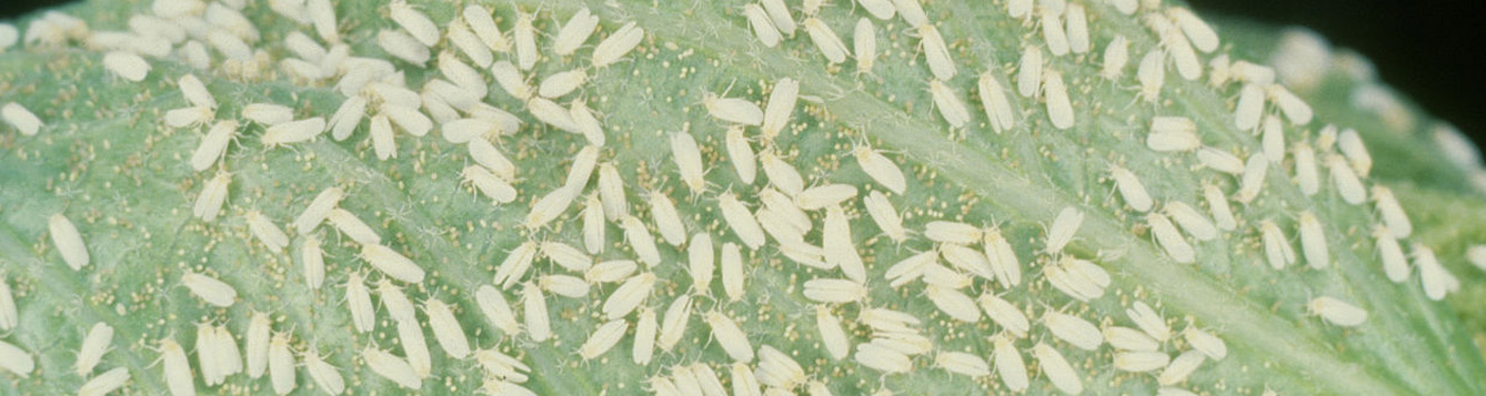 silverleaf whitefly