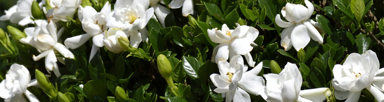 Gardenia
