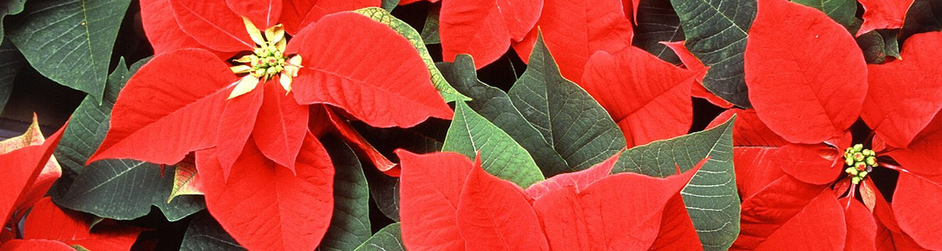 Poinsettia