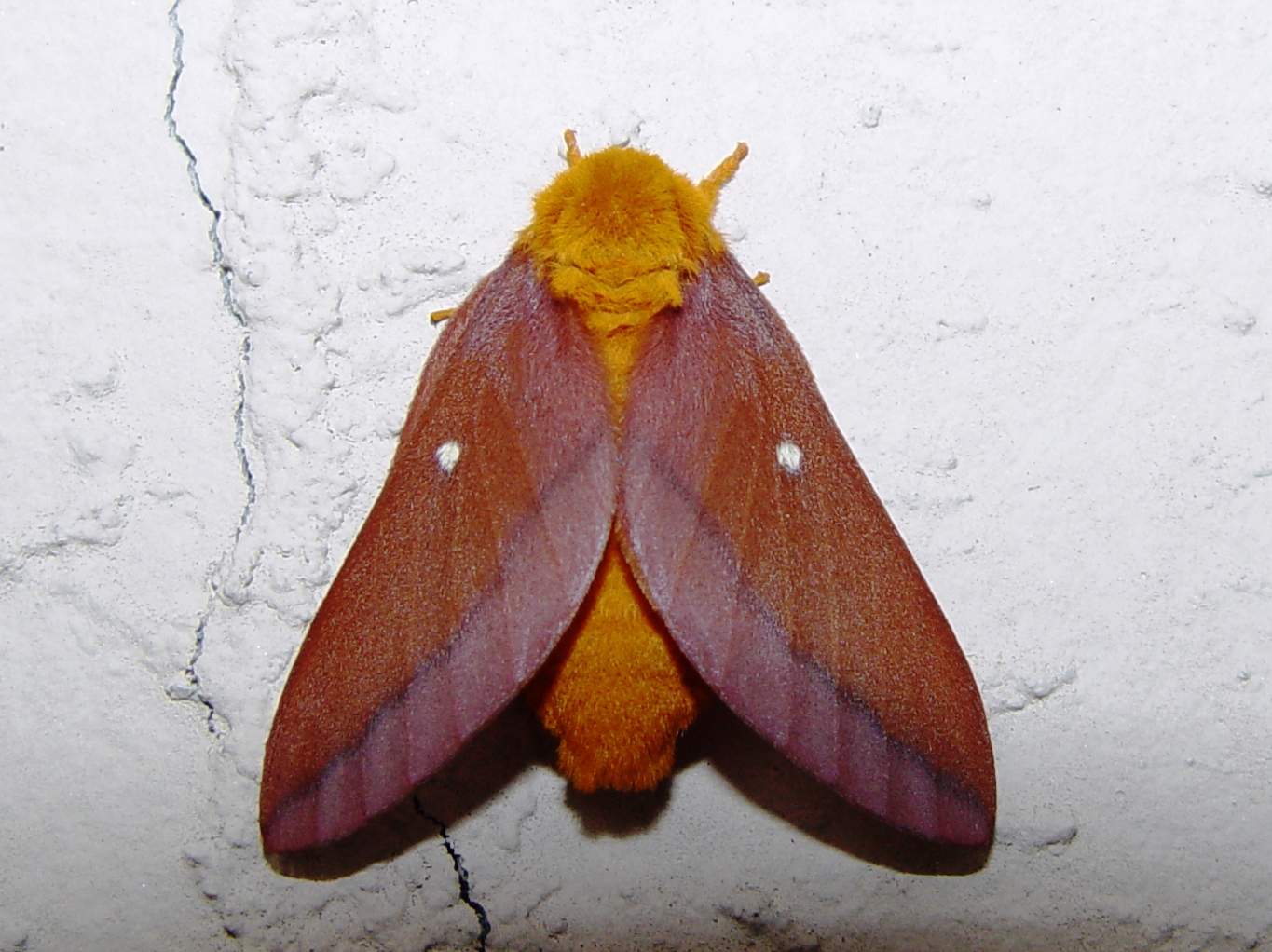 Oakworm_moth