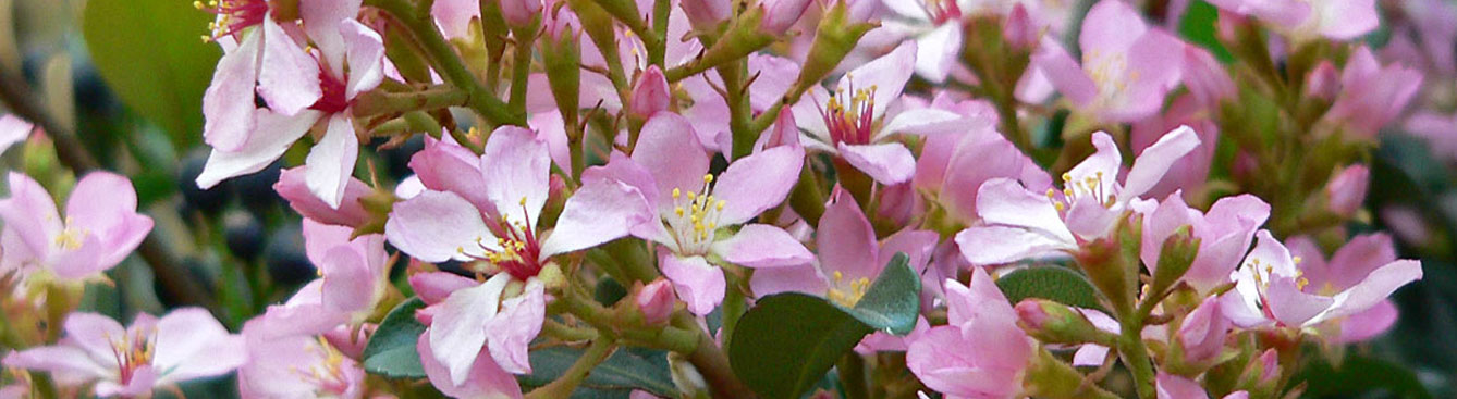 Indian Hawthorne