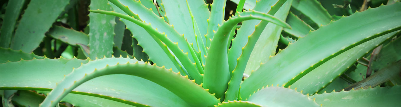 Aloe Vera