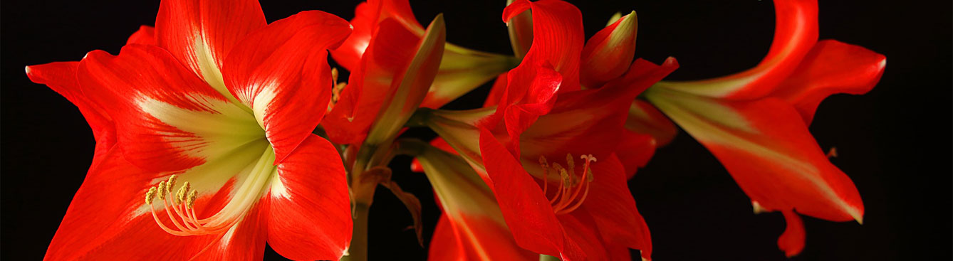 Amaryllis