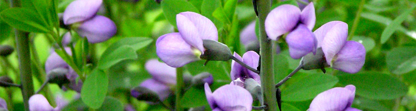 Baptisia Purple Smoke
