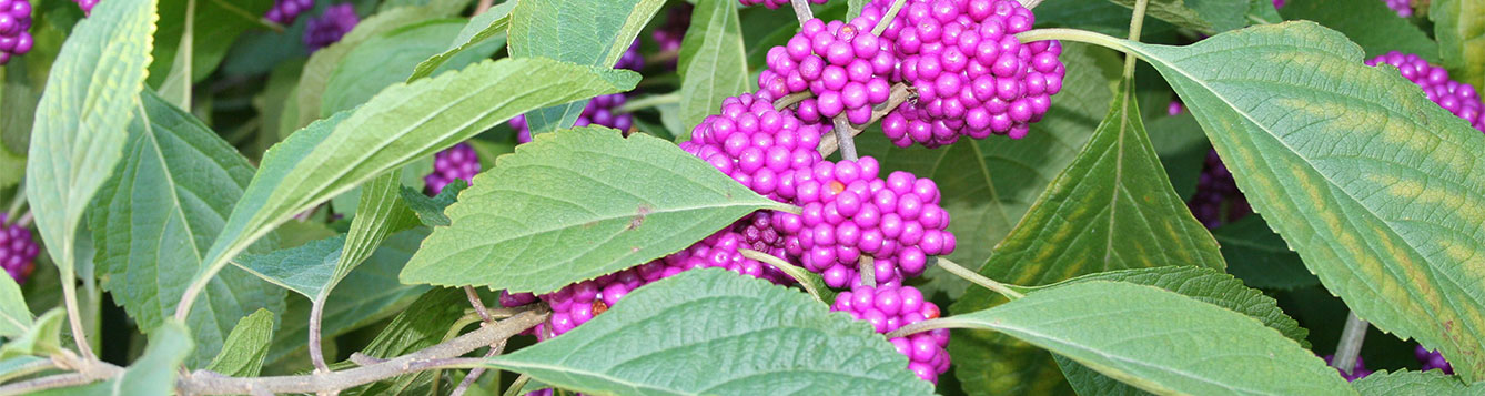 Beautyberry