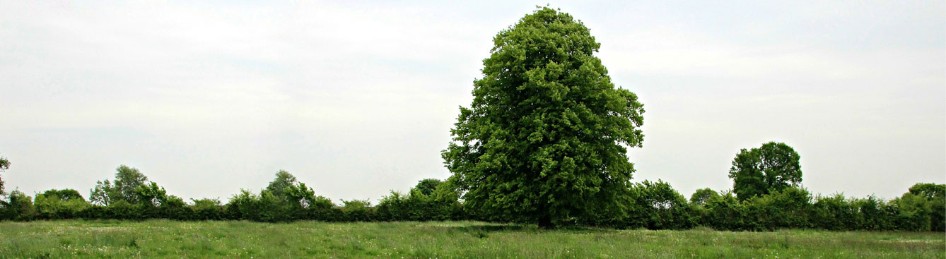 Beech tree