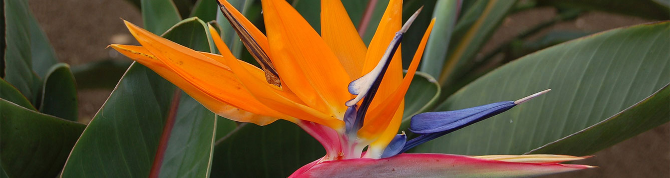 Bird of Paradise